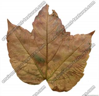 Leaves 0035